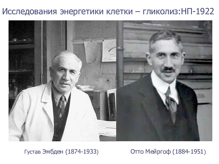 Густав Эмбден (1874-1933) Исследования энергетики клетки – гликолиз:НП-1922 Отто Мейргоф (1884-1951)