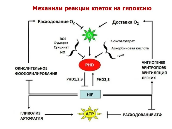 Механизм реакции клеток на гипоксию