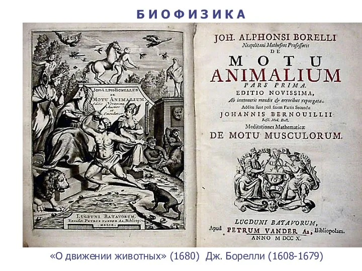 «О движении животных» (1680) Дж. Борелли (1608-1679) Б И О Ф И З И К А
