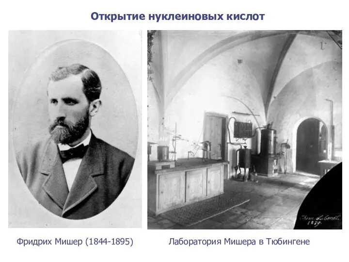 Фридрих Мишер (1844-1895) Лаборатория Мишера в Тюбингене Открытие нуклеиновых кислот