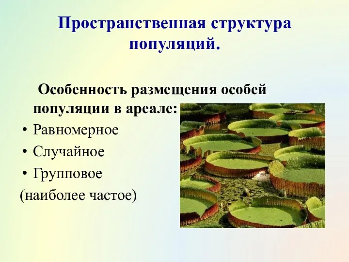 Пространственная структура популяций. Особенность размещения особей популяции в ареале: Равномерное Случайное Групповое (наиболее частое)