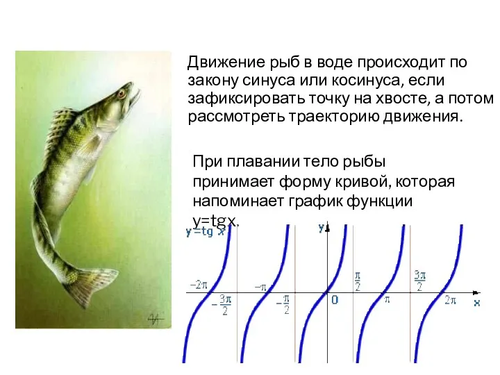 Движение рыб в воде происходит по закону синуса или косинуса,