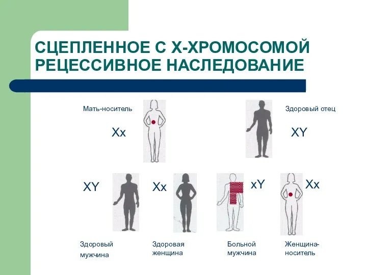 СЦЕПЛЕННОЕ С Х-ХРОМОСОМОЙ РЕЦЕССИВНОЕ НАСЛЕДОВАНИЕ Мать-носитель Здоровый отец Здоровый мужчина