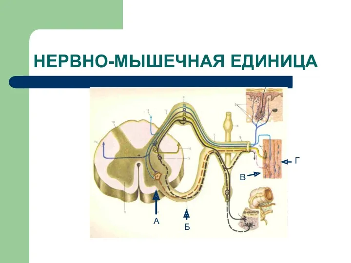 НЕРВНО-МЫШЕЧНАЯ ЕДИНИЦА А Б В Г