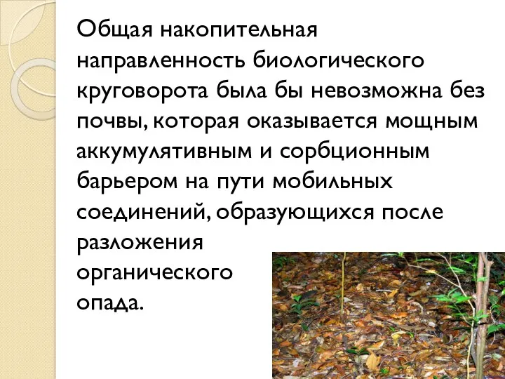 Общая накопительная направленность биологического круговорота была бы невозможна без почвы,