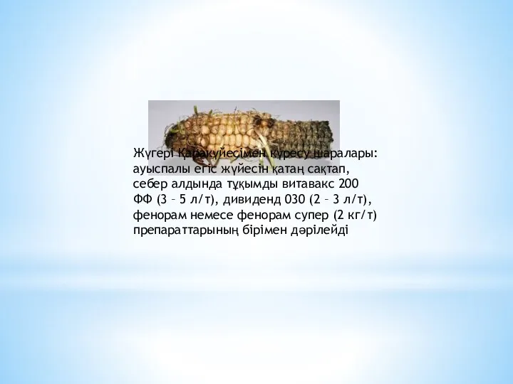 Жүгері Қаракүйесімен күресу шаралары: ауыспалы егіс жүйесін қатаң сақтап, себер