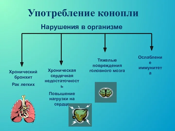 Употребление конопли Хронический бронхит Рак легких Хроническая сердечная недостаточность Повышение