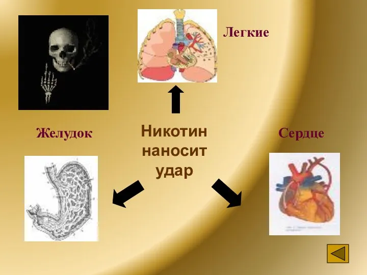 Никотин наносит удар Легкие Желудок Сердце