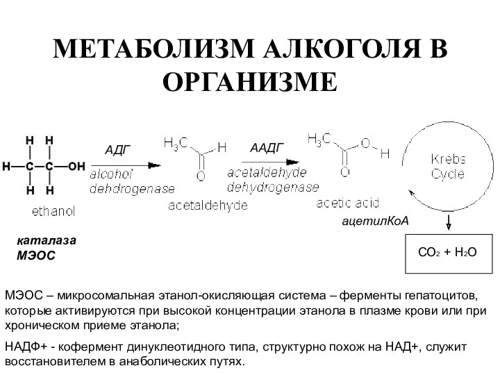 МЕТАБОЛИЗМ АЛКОГОЛЯ В ОРГАНИЗМЕ СО2 + Н2О ацетилКоА каталаза MЭОС