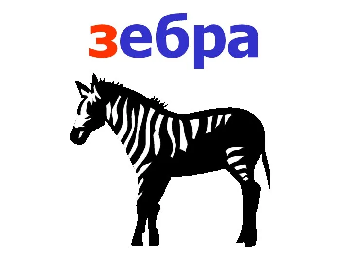 зебра