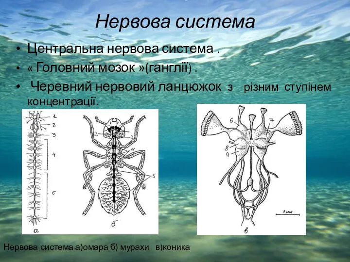 Нервова система Центральна нервова система . « Головний мозок »(ганглії)