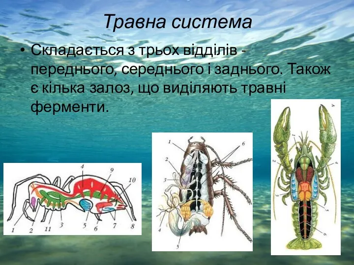 Травна система Складається з трьох відділів - переднього, середнього і