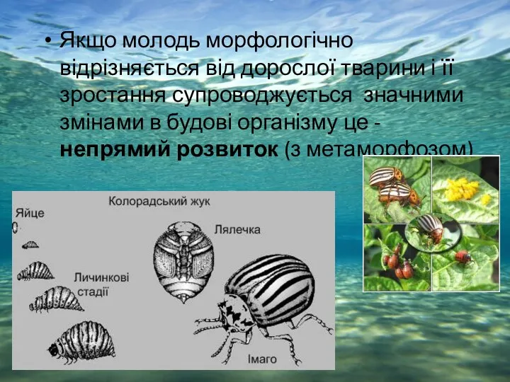 Якщо молодь морфологічно відрізняється від дорослої тварини і її зростання