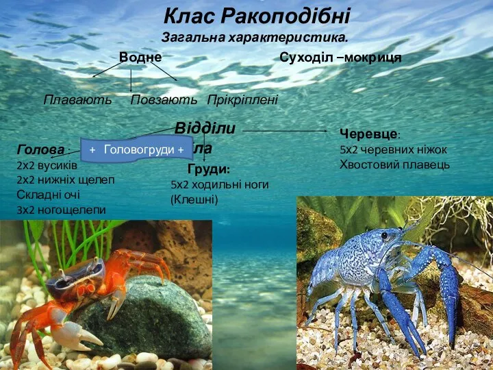 Водне Суходіл –мокриця Клас Ракоподібні Загальна характеристика. Плавають Повзають Прікріплені