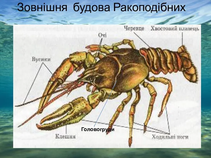 Зовнішня будова Ракоподібних Головогруди