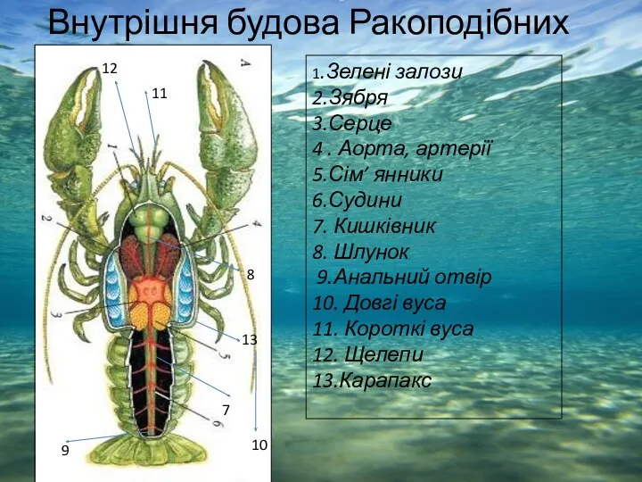 Внутрішня будова Ракоподібних 1.Зелені залози 2.Зября 3.Серце 4 . Аорта,