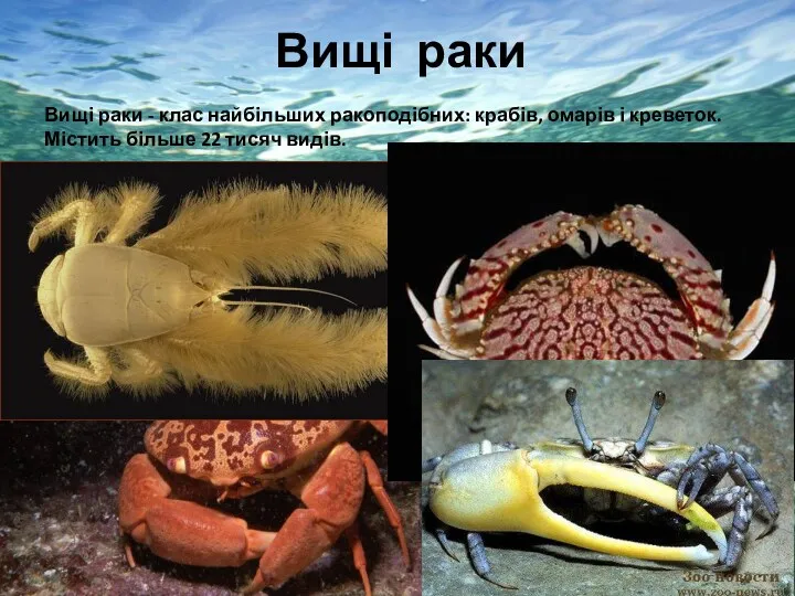 Вищі раки Вищі раки - клас найбільших ракоподібних: крабів, омарів
