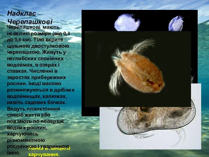 Ланка в ланцюзі харчування. Черепашкові мають невеликі розміри (від 0,3