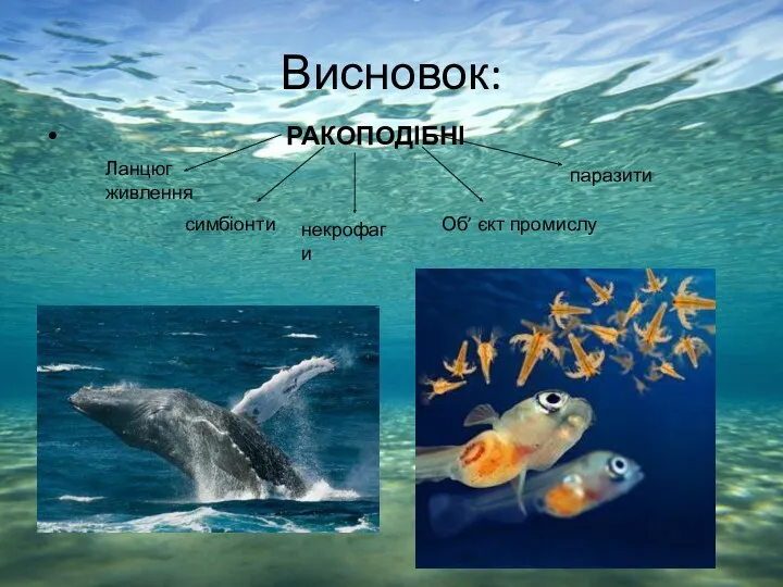 Висновок: РАКОПОДІБНІ Ланцюг живлення симбіонти некрофаги Об’ єкт промислу паразити