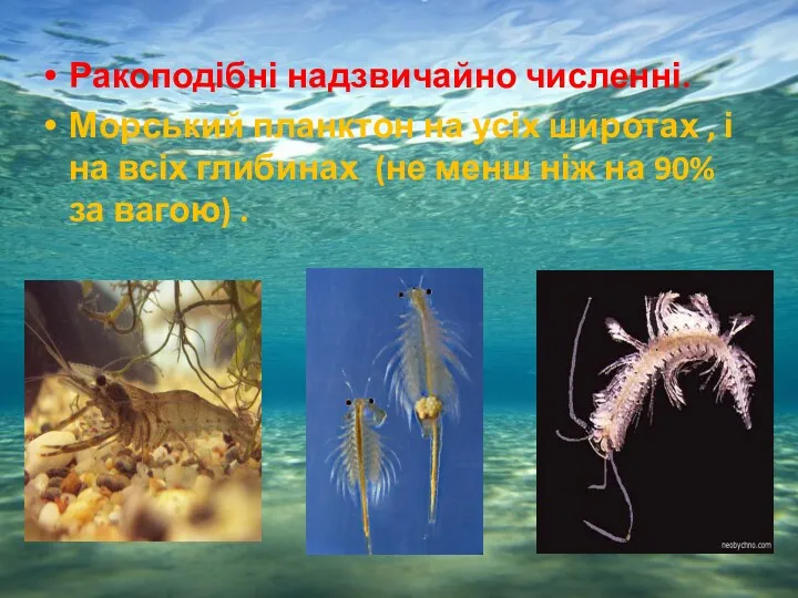 Ракоподібні надзвичайно численні. Морський планктон на усіх широтах , і