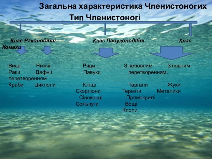 Загальна характеристика Членистоногих Тип Членистоногі Вищі Нижчі Ряди : З