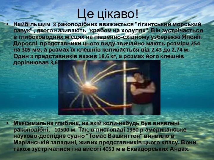 Це цікаво! Найбільшим з ракоподібних вважається "гігантський морський павук" ,