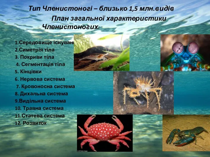 Тип Членистоногі – близько 1,5 млн.видів План загальної характеристики Членистоногих: