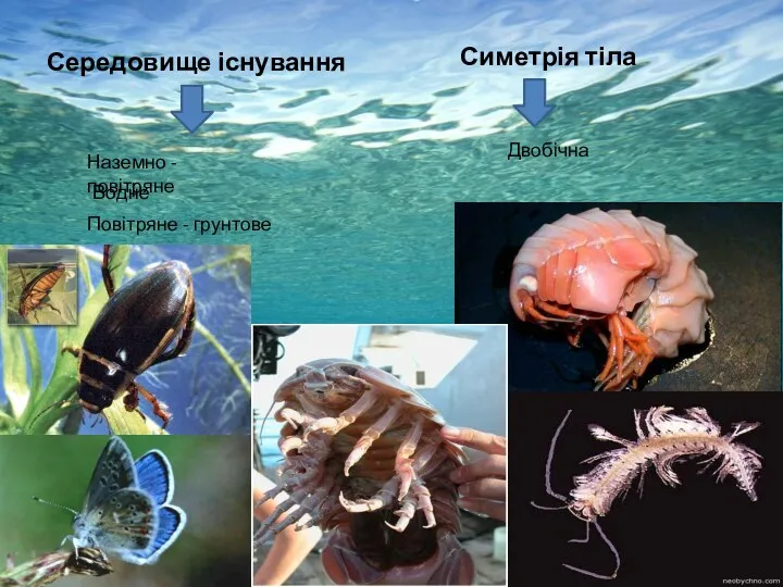 Середовище існування Симетрія тіла Двобічна Наземно - повітряне Водне Повітряне - грунтове