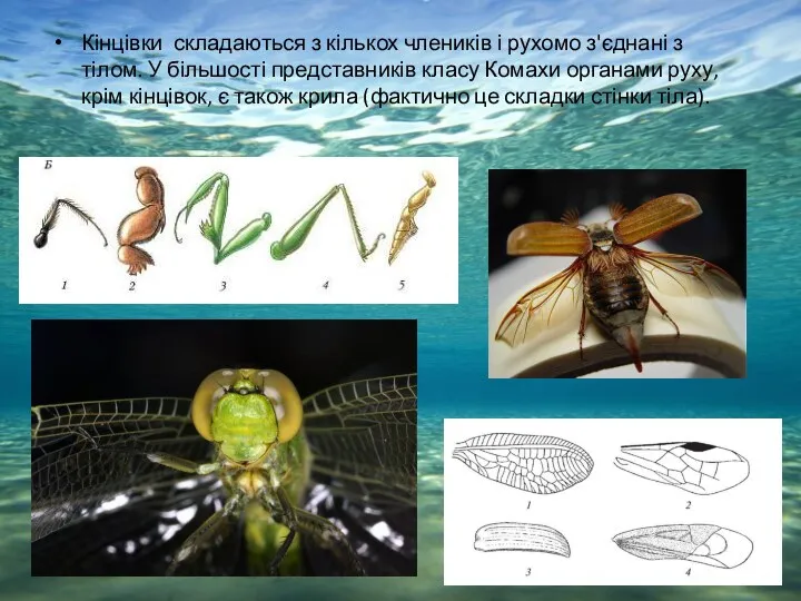 Кінцівки складаються з кількох члеників і рухомо з'єднані з тілом.