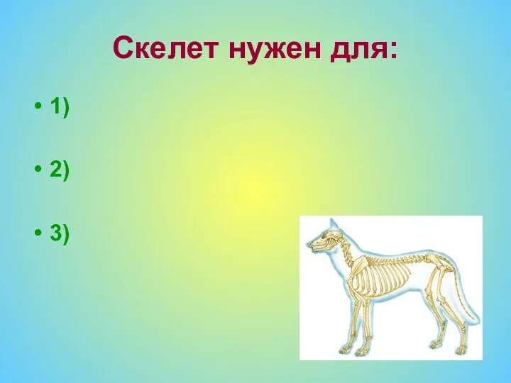 Скелет нужен для: 1) 2) 3)