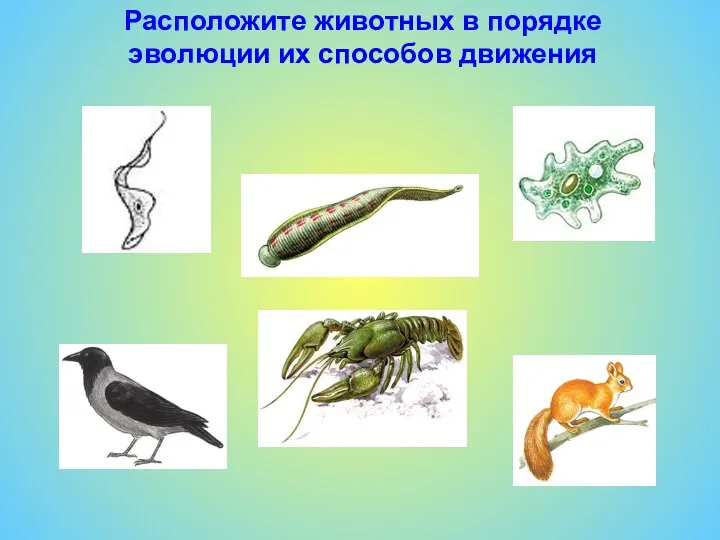 Расположите животных в порядке эволюции их способов движения