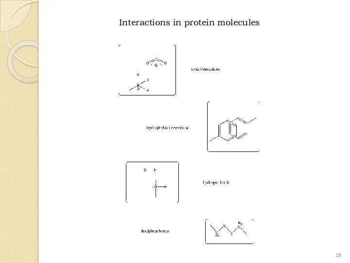 Interactions in protein molecules