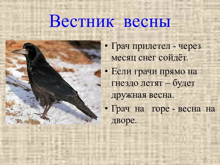 Вестник весны Грач прилетел - через месяц снег сойдёт. Если