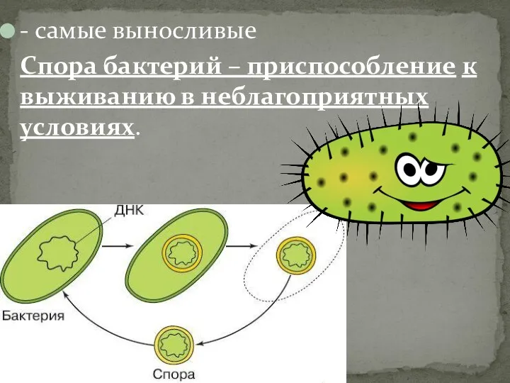 - самые выносливые Спора бактерий – приспособление к выживанию в неблагоприятных условиях.