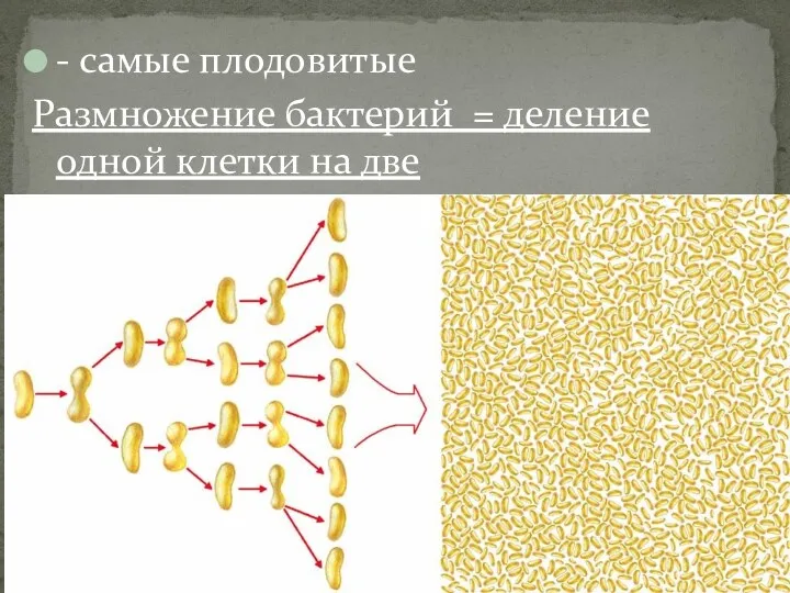 - самые плодовитые Размножение бактерий = деление одной клетки на две