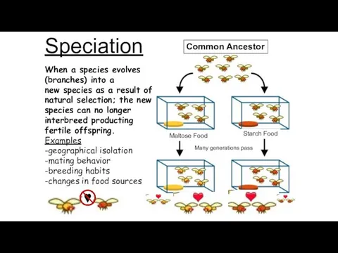 Speciation Common Ancestor When a species evolves (branches) into a new species as
