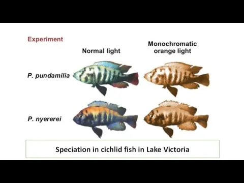 Speciation in cichlid fish in Lake Victoria