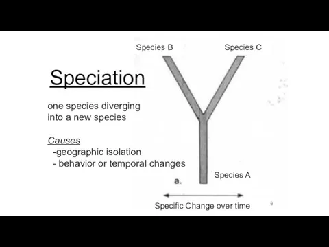Speciation one species diverging into a new species Causes -geographic isolation - behavior