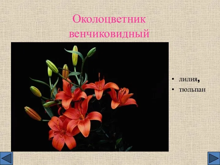 Околоцветник венчиковидный лилия, тюльпан