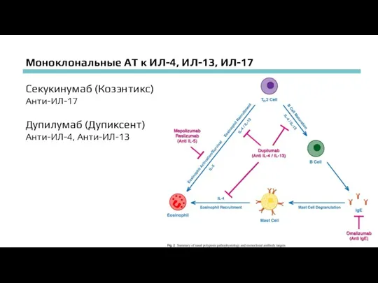 Моноклональные АТ к ИЛ-4, ИЛ-13, ИЛ-17 Секукинумаб (Козэнтикс) Анти-ИЛ-17 Дупилумаб (Дупиксент) Анти-ИЛ-4, Анти-ИЛ-13