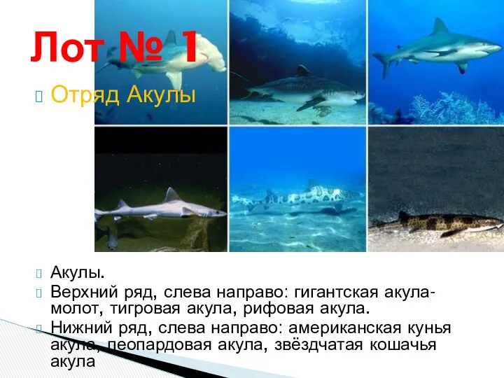 Отряд Акулы Акулы. Верхний ряд, слева направо: гигантская акула-молот, тигровая