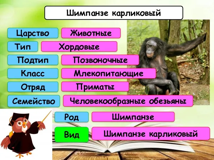 Шимпанзе карликовый Род Вид Семейство Отряд Класс Подтип Тип Царство