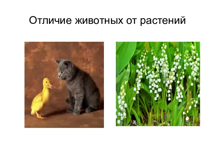 Отличие животных от растений