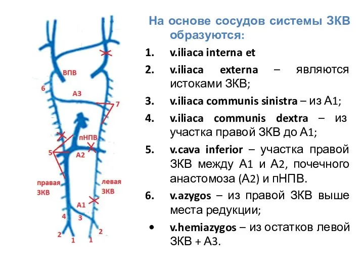 На основе сосудов системы ЗКВ образуются: v.iliaca interna et v.iliaca