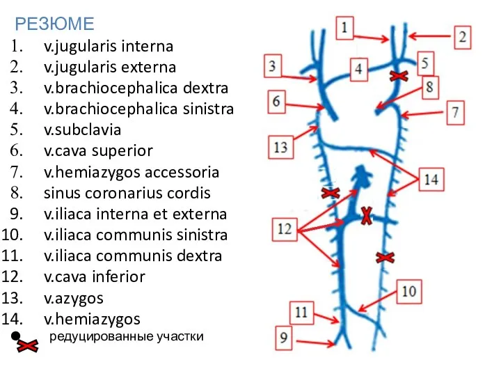 РЕЗЮМЕ v.jugularis interna v.jugularis externa v.brachiocephalica dextra v.brachiocephalica sinistra v.subclavia