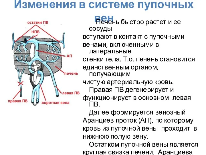 Изменения в системе пупочных вен Печень быстро растет и ее