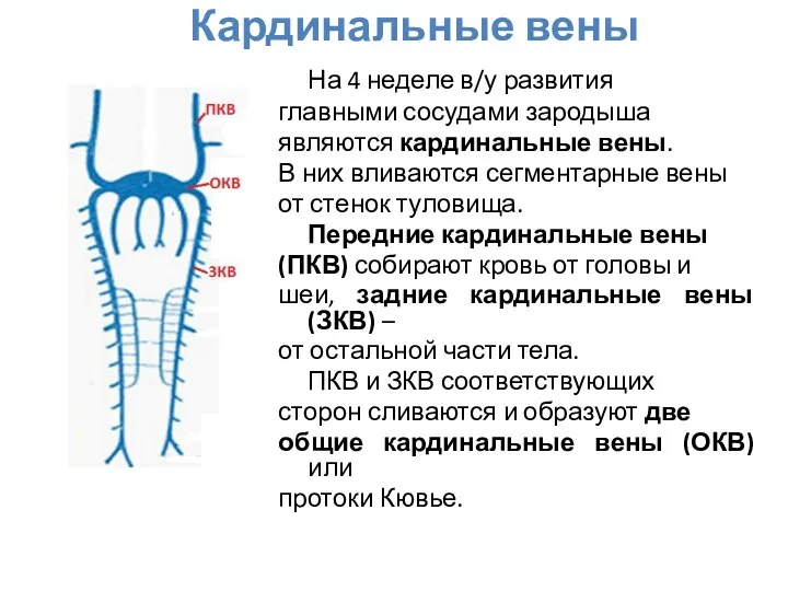 Кардинальные вены На 4 неделе в/у развития главными сосудами зародыша