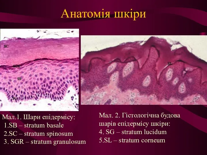 Анатомія шкіри Мал.1. Шари епідермісу: 1.SB – stratum basale 2.SC
