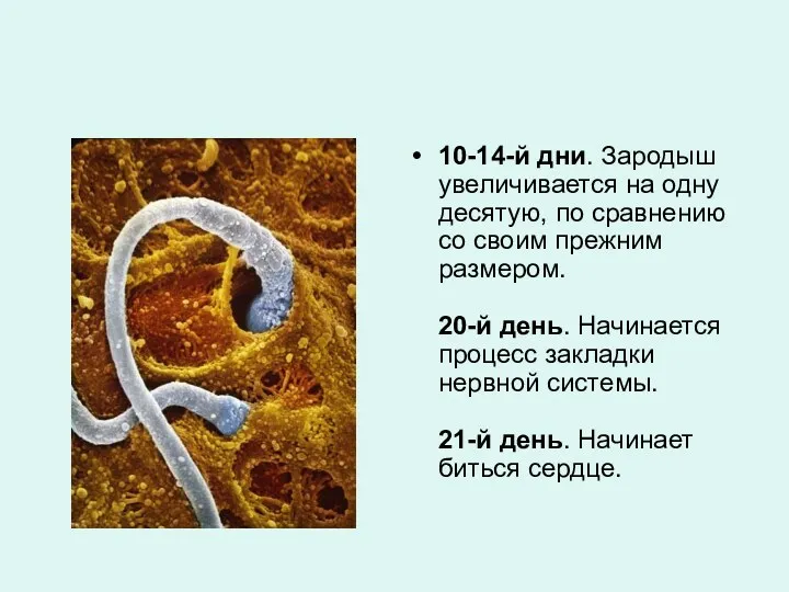 10-14-й дни. Зародыш увеличивается на одну десятую, по сравнению со