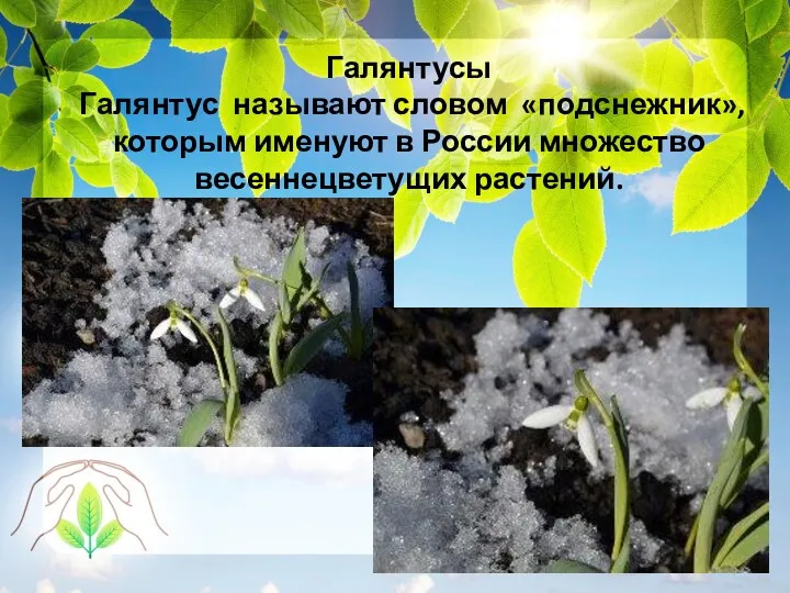 Галянтусы Галянтус называют словом «подснежник», которым именуют в России множество весеннецветущих растений.